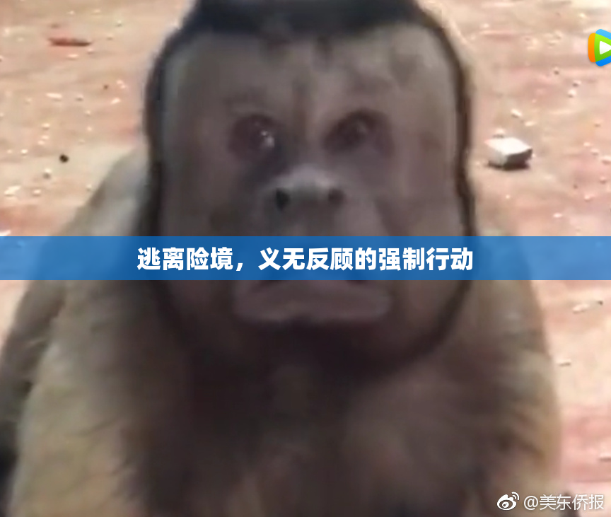逃离险境，义无反顾的强制行动