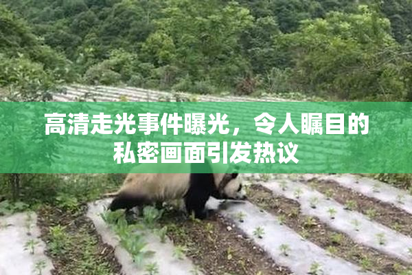 高清走光事件曝光，令人瞩目的私密画面引发热议