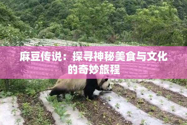 麻豆传说：探寻神秘美食与文化的奇妙旅程