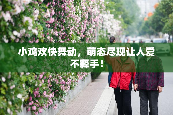 小鸡欢快舞动，萌态尽现让人爱不释手！