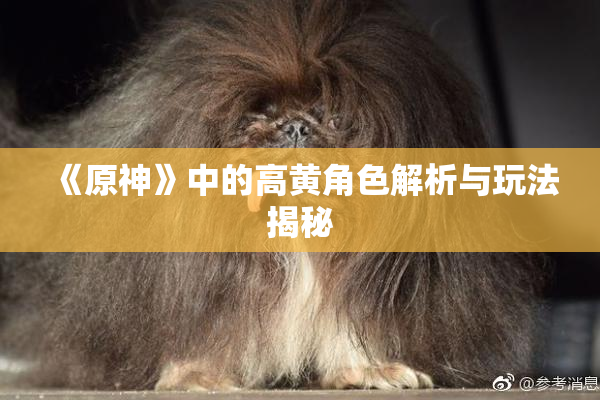 《原神》中的高黄角色解析与玩法揭秘