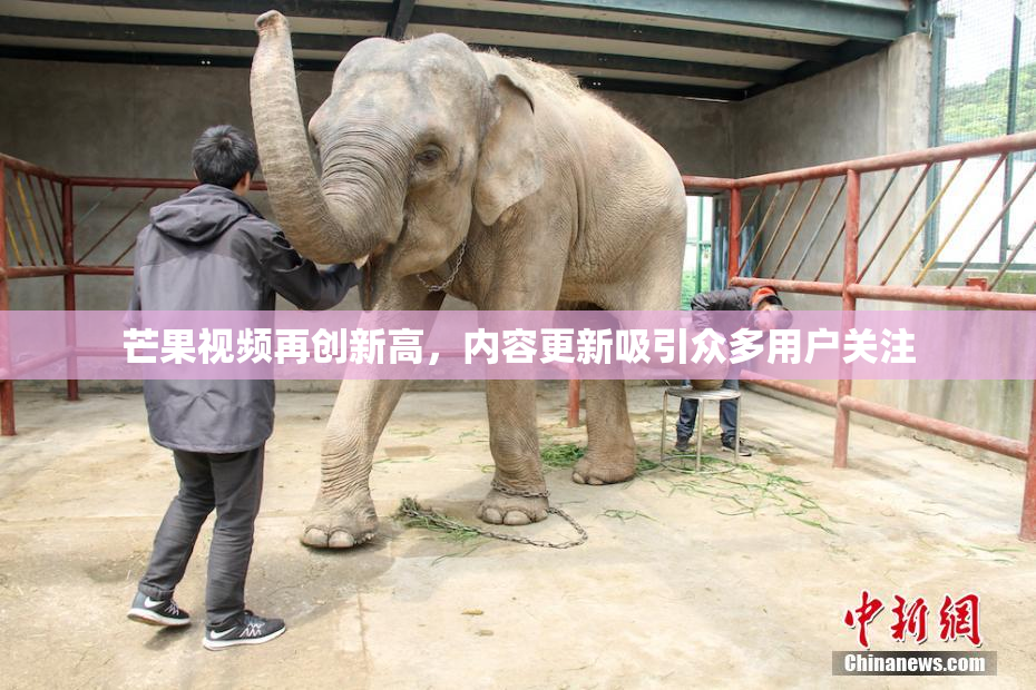 芒果视频再创新高，内容更新吸引众多用户关注