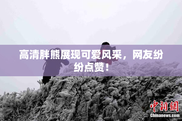 高清胖熊展现可爱风采，网友纷纷点赞！