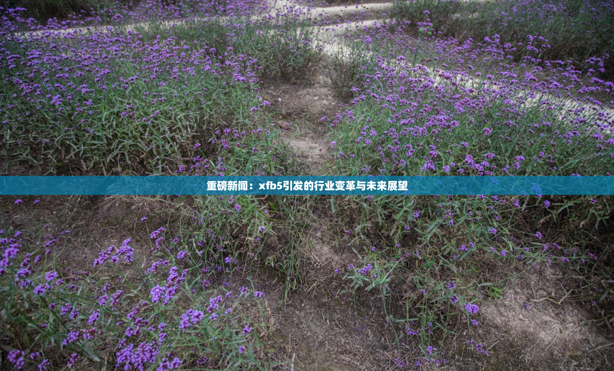 重磅新闻：xfb5引发的行业变革与未来展望