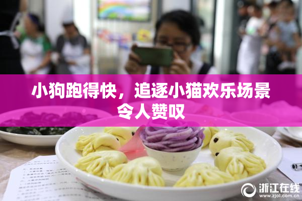 小狗跑得快，追逐小猫欢乐场景令人赞叹