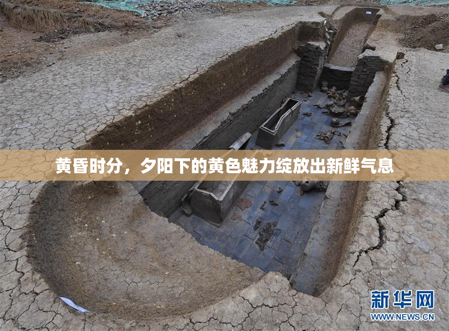 黄昏时分，夕阳下的黄色魅力绽放出新鲜气息