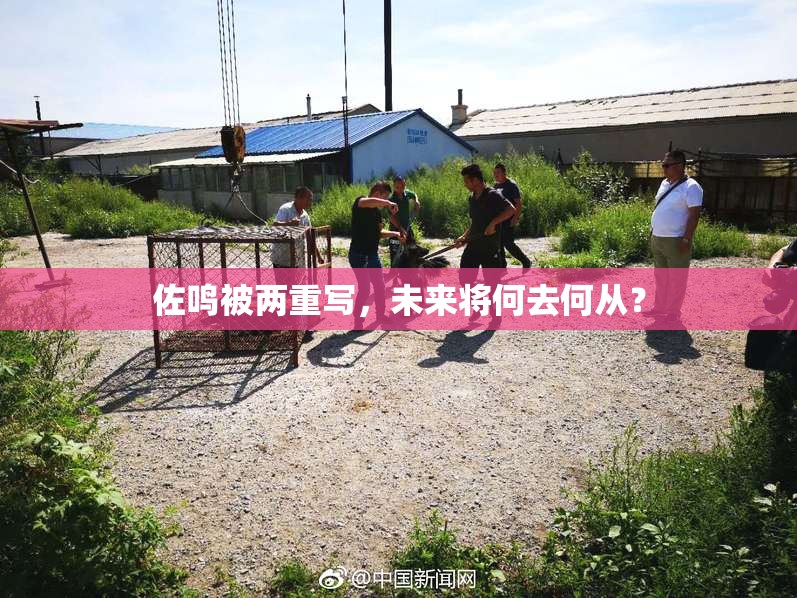 佐鸣被两重写，未来将何去何从？