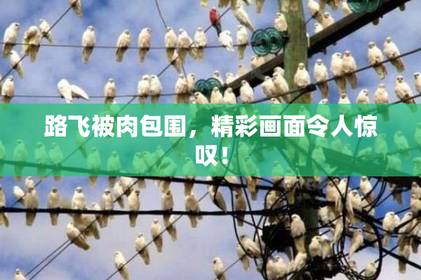 路飞被肉包围，精彩画面令人惊叹！
