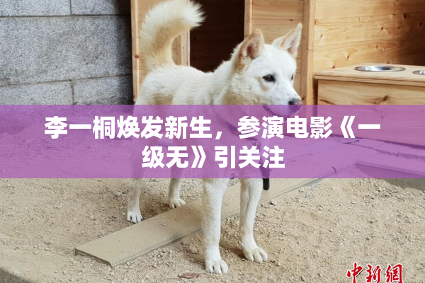 李一桐焕发新生，参演电影《一级无》引关注
