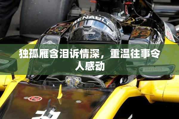 独孤雁含泪诉情深，重温往事令人感动