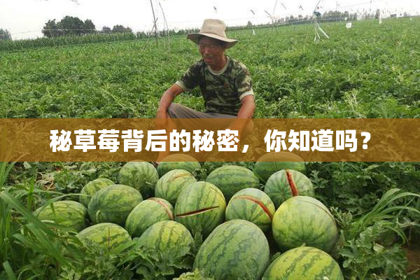 秘草莓背后的秘密，你知道吗？