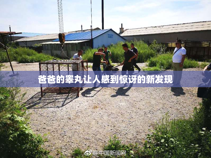 爸爸的睾丸让人感到惊讶的新发现
