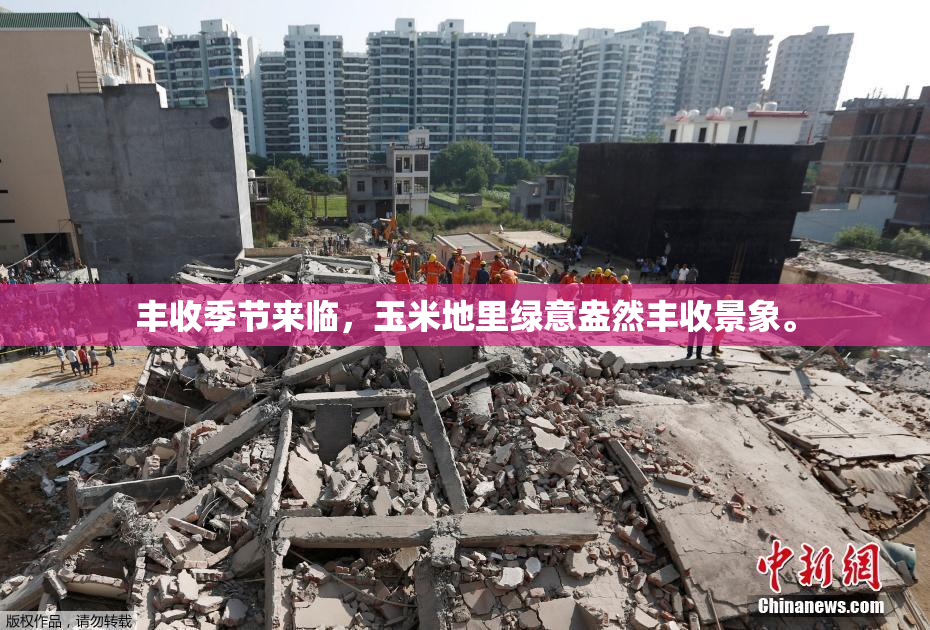 丰收季节来临，玉米地里绿意盎然丰收景象。