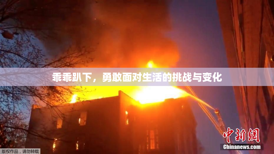 乖乖趴下，勇敢面对生活的挑战与变化