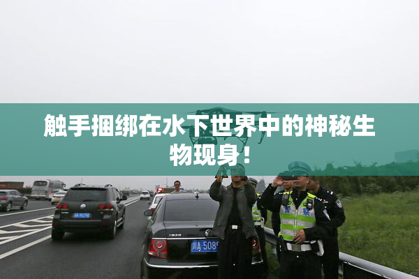 触手捆绑在水下世界中的神秘生物现身！