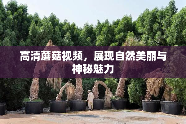 高清蘑菇视频，展现自然美丽与神秘魅力