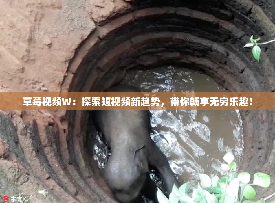 草莓视频W：探索短视频新趋势，带你畅享无穷乐趣！