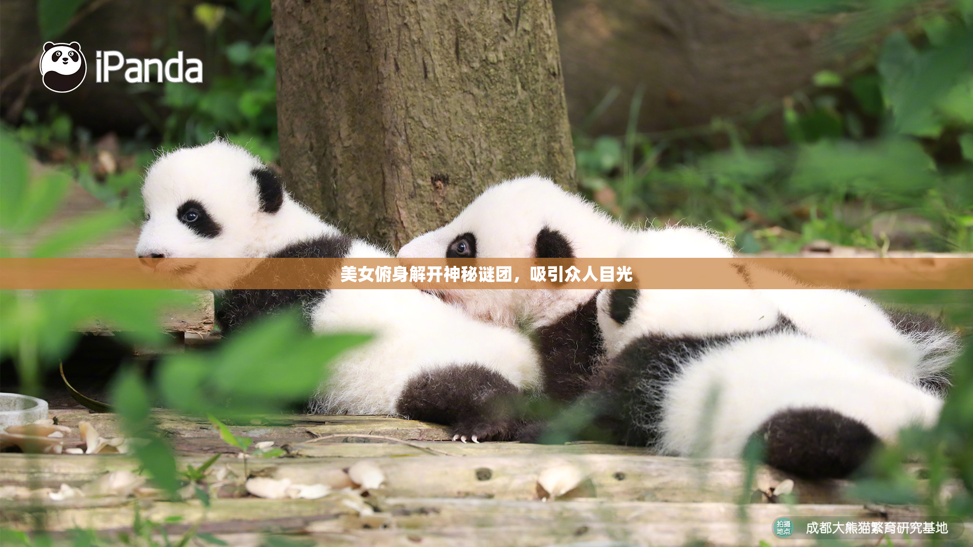 美女俯身解开神秘谜团，吸引众人目光