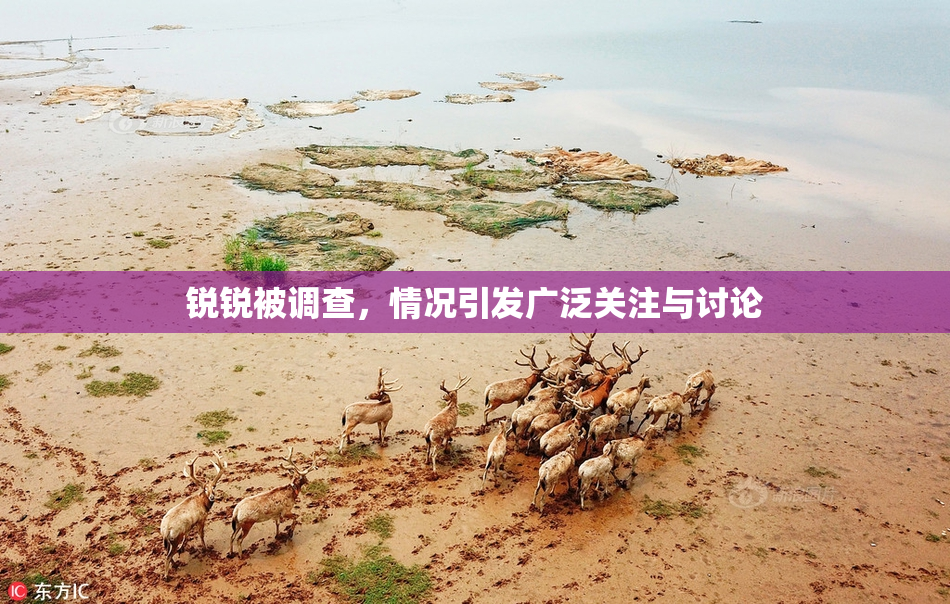 锐锐被调查，情况引发广泛关注与讨论