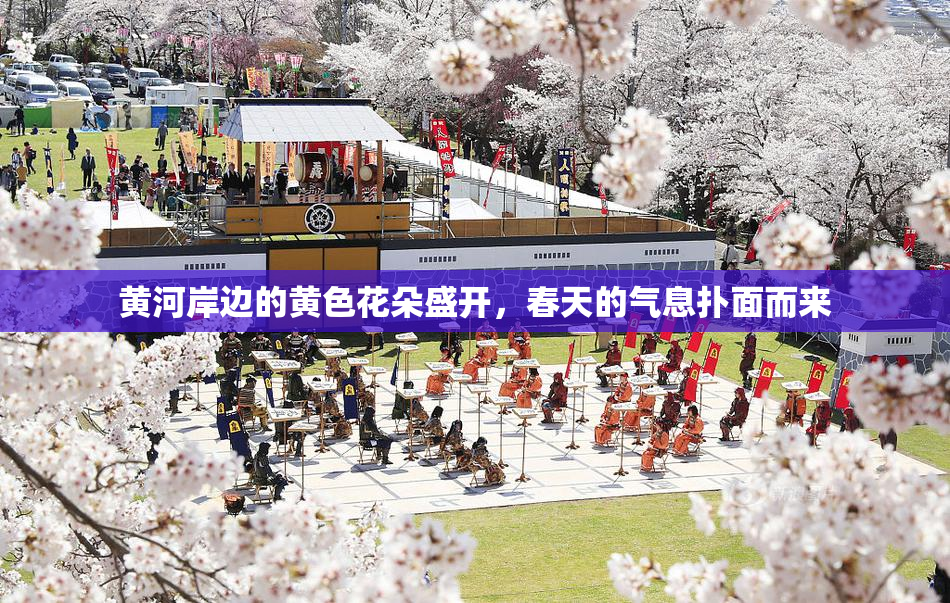 黄河岸边的黄色花朵盛开，春天的气息扑面而来