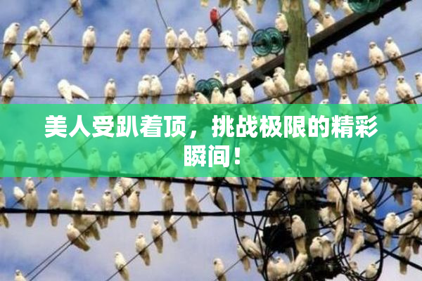 美人受趴着顶，挑战极限的精彩瞬间！
