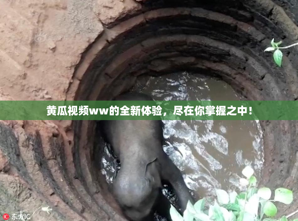 黄瓜视频ww的全新体验，尽在你掌握之中！