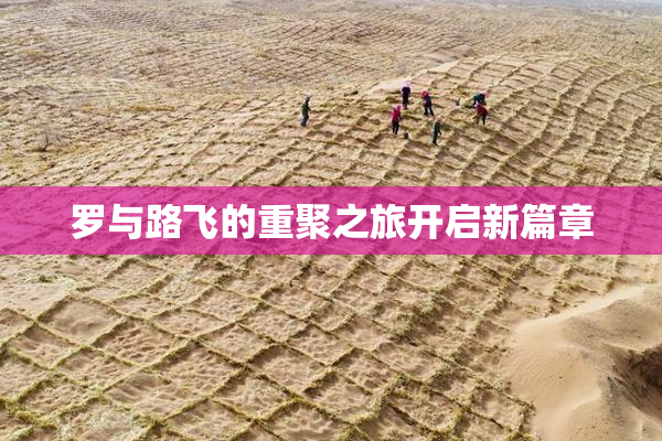 罗与路飞的重聚之旅开启新篇章