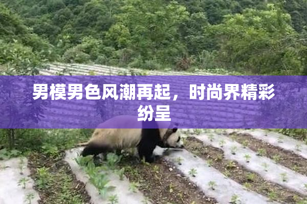 男模男色风潮再起，时尚界精彩纷呈