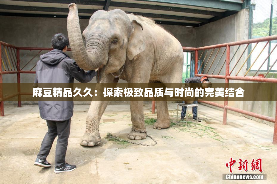 麻豆精品久久：探索极致品质与时尚的完美结合