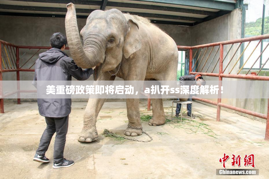 美重磅政策即将启动，a扒开ss深度解析！