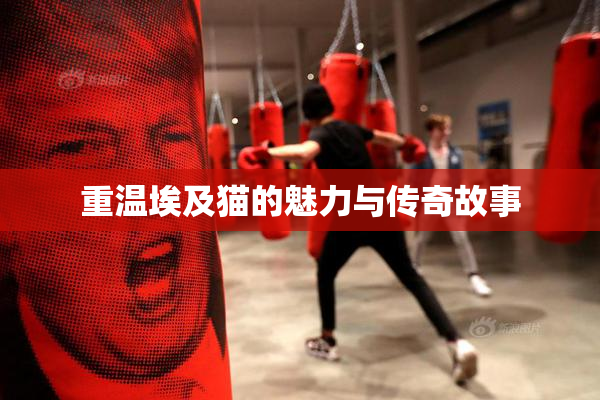重温埃及猫的魅力与传奇故事