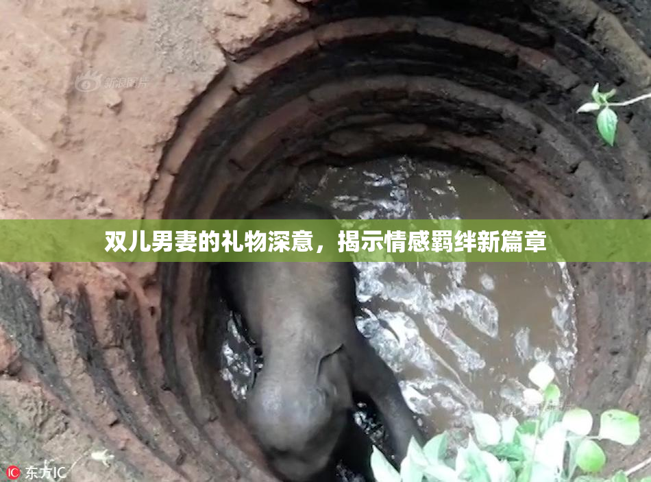 双儿男妻的礼物深意，揭示情感羁绊新篇章