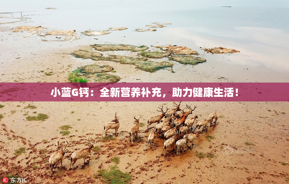 小蓝G钙：全新营养补充，助力健康生活！