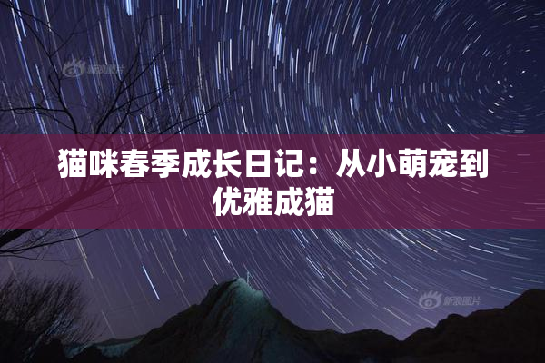 猫咪春季成长日记：从小萌宠到优雅成猫