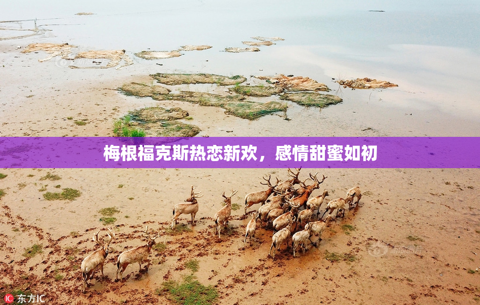 梅根福克斯热恋新欢，感情甜蜜如初