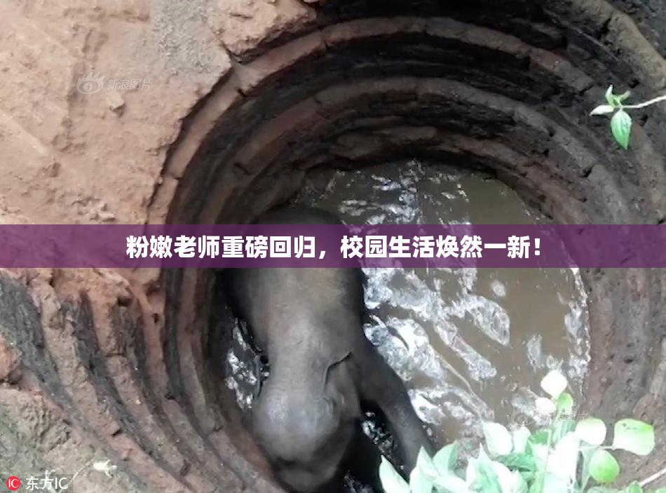 粉嫩老师重磅回归，校园生活焕然一新！