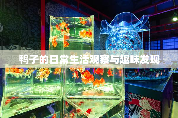 鸭子的日常生活观察与趣味发现