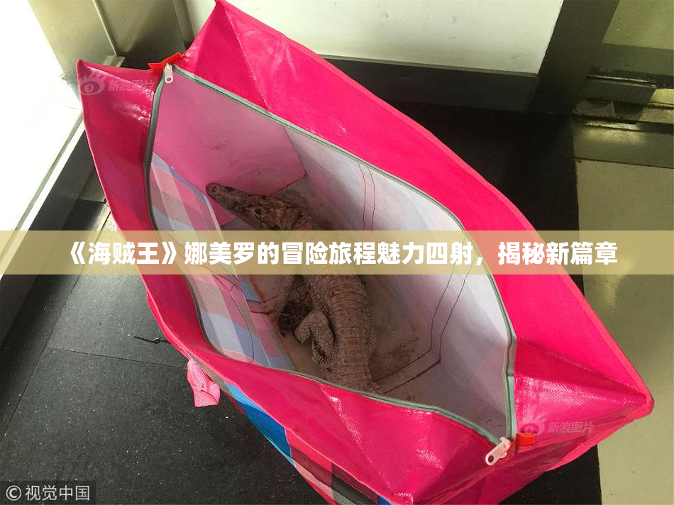 《海贼王》娜美罗的冒险旅程魅力四射，揭秘新篇章