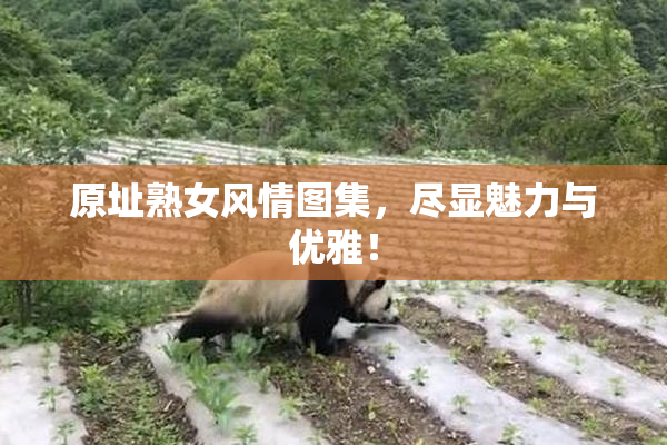 原址熟女风情图集，尽显魅力与优雅！