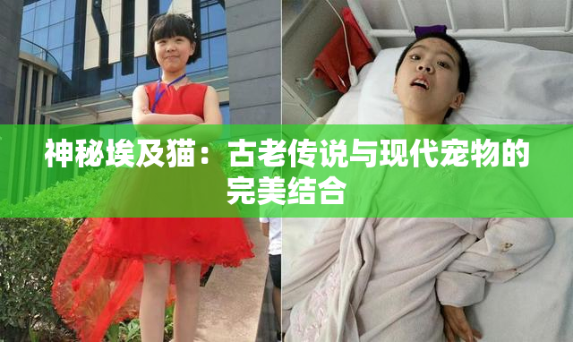 神秘埃及猫：古老传说与现代宠物的完美结合