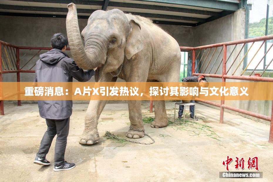 重磅消息：A片X引发热议，探讨其影响与文化意义