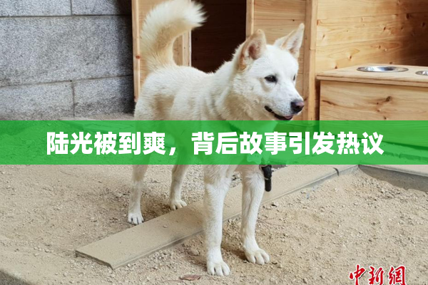 陆光被到爽，背后故事引发热议