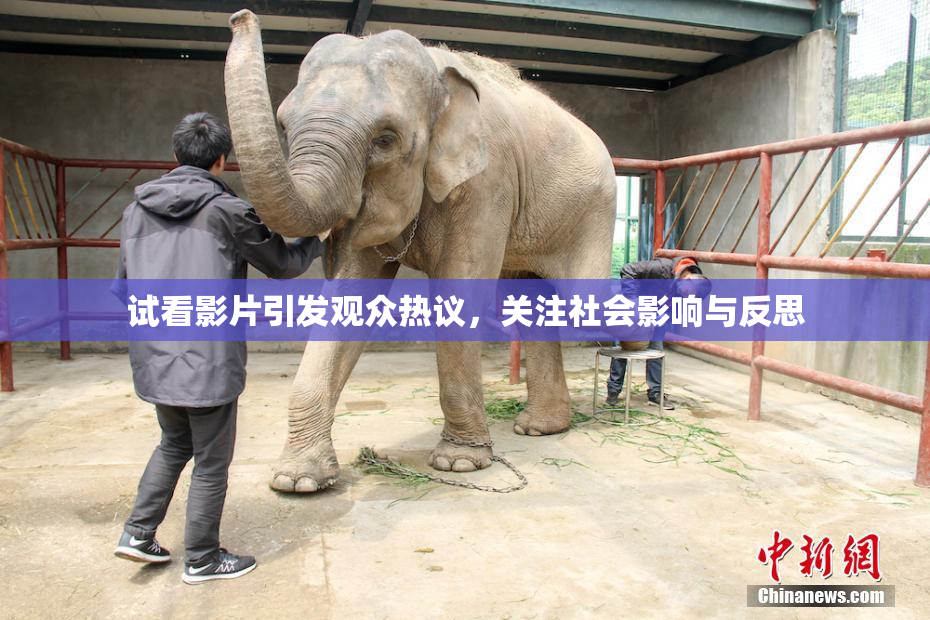 试看影片引发观众热议，关注社会影响与反思