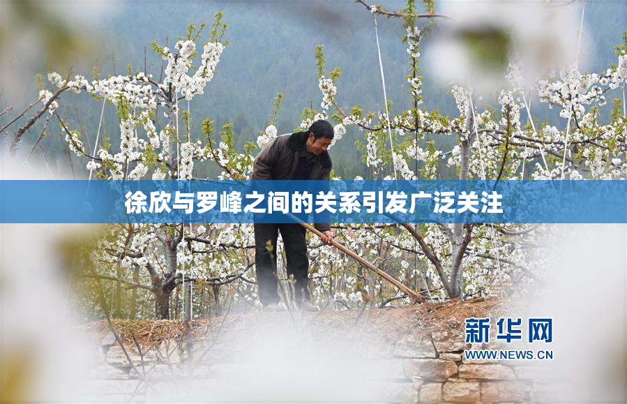 徐欣与罗峰之间的关系引发广泛关注