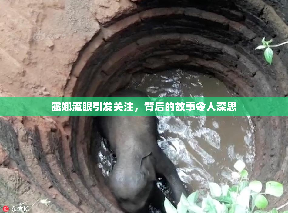 露娜流眼引发关注，背后的故事令人深思
