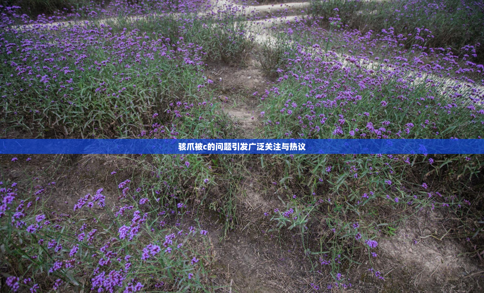 骇爪被c的问题引发广泛关注与热议