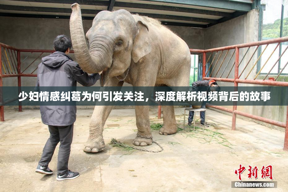 少妇情感纠葛为何引发关注，深度解析视频背后的故事