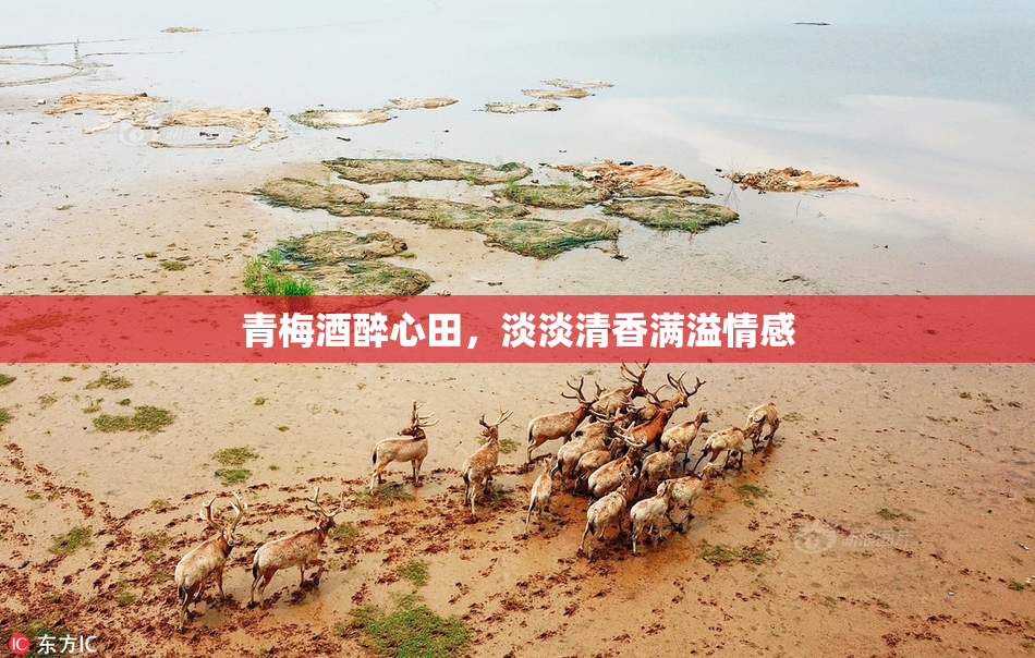 青梅酒醉心田，淡淡清香满溢情感