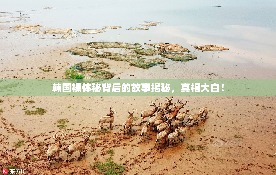 韩国裸体秘背后的故事揭秘，真相大白！