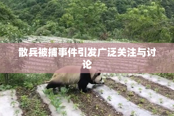散兵被捕事件引发广泛关注与讨论